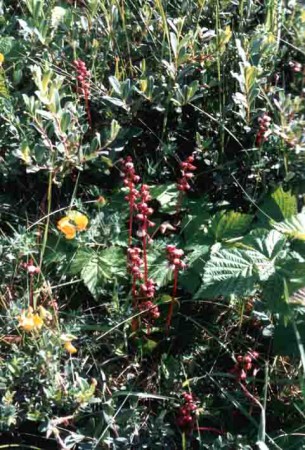 Bloeiend rondbladig wintergroen